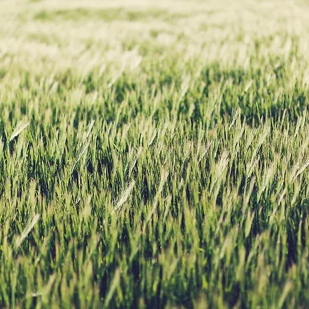 S'hort Capità Séjour à la ferme *